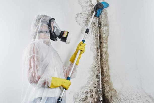 Best Same-Day Mold Removal  in Old Hill, CT