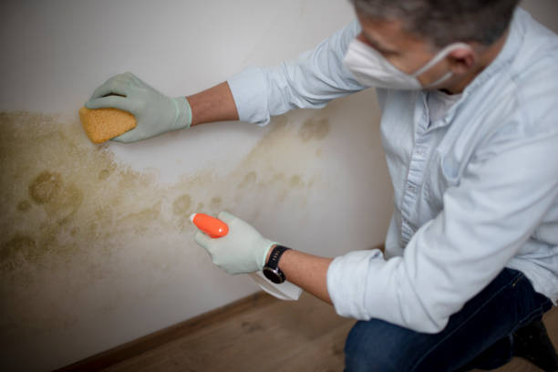 Certified Mold Removal in Old Hill, CT