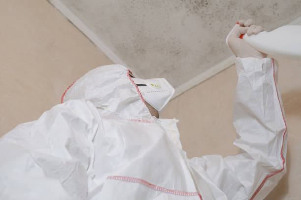 Office Mold Removal Services in Old Hill, CT