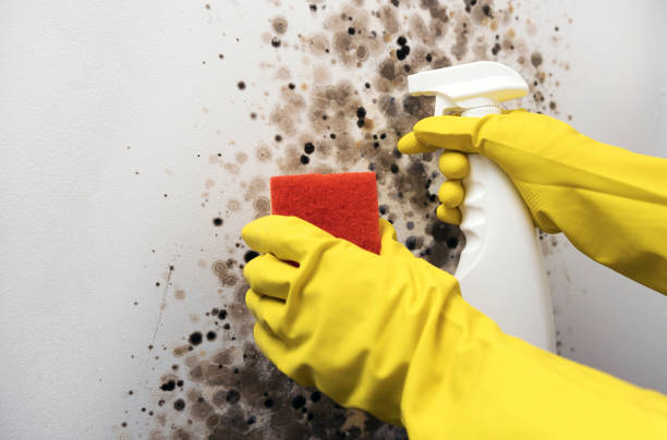 Trusted Old Hill, CT Mold Removal Experts