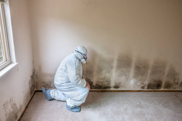 Attic Mold Removal in Old Hill, CT
