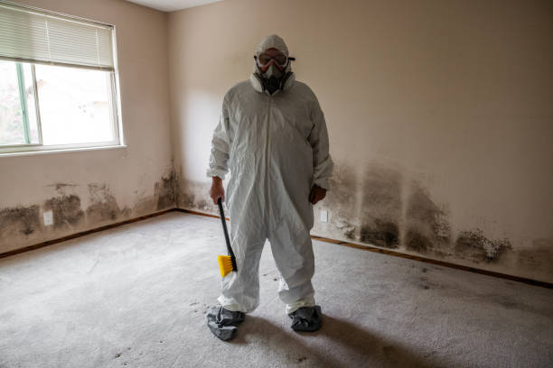 Best Toxic Mold Removal  in Old Hill, CT