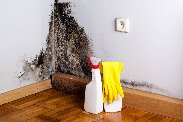 Best Mold Remediation Services  in Old Hill, CT