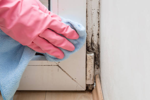 Best Fast Mold Removal  in Old Hill, CT