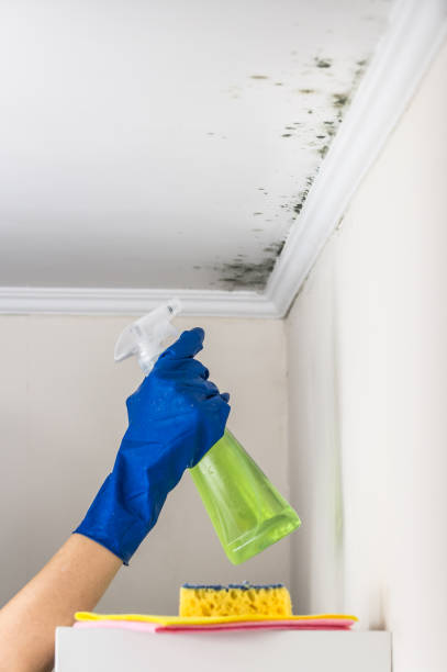 Best Affordable Mold Removal  in Old Hill, CT