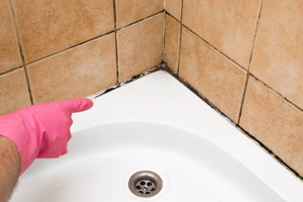 Best Mold Removal Company Near Me  in Old Hill, CT