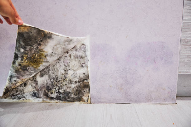 Mold Testing and Removal in Old Hill, CT